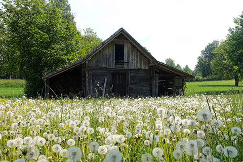 Forrest Hill Farms Old Barn